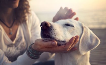 Violent partners exploit the relationship between owners and their companion animals Violent partners exploit the relationship between owners and their companion animals